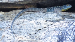 Petrosaurus thalassinus