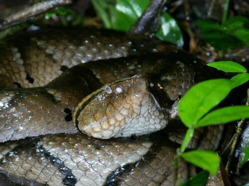 Amazonian Toad-headed Pitviper