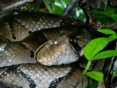 Bothrocophias hyoprora