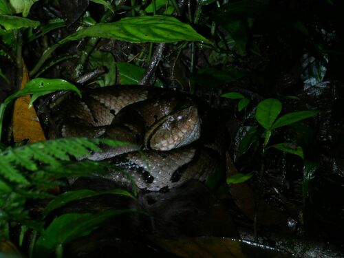 Amazonian Toad-headed Pitviper