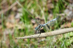 Micrathyria ringueleti