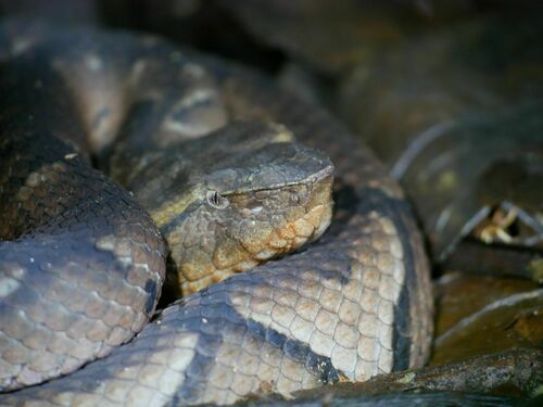 Amazonian Toad-headed Pitviper