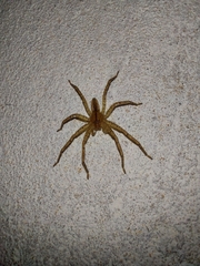 Heteropodinae