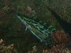 Heterostichus rostratus