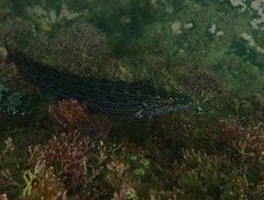 Heterostichus rostratus