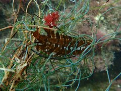 Heterostichus rostratus