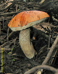 Leccinum monticola