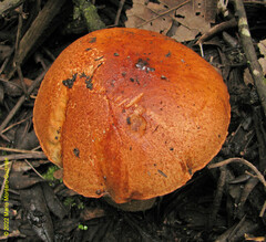 Leccinum monticola