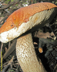 Leccinum monticola