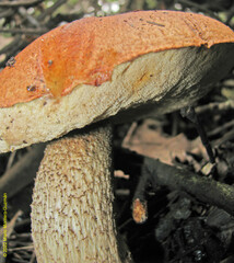 Leccinum monticola