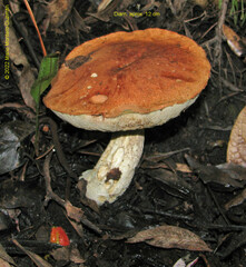 Leccinum monticola