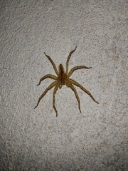 Heteropodinae