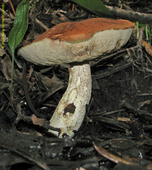 Leccinum monticola
