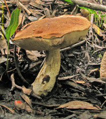 Leccinum monticola