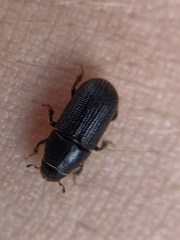 Dendroctonus terebrans