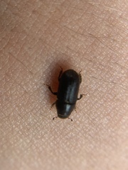 Dendroctonus terebrans