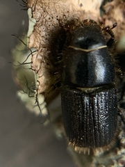 Dendroctonus terebrans