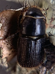 Dendroctonus terebrans