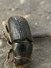 Dendroctonus terebrans