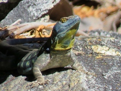 Petrosaurus thalassinus