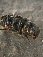 Dendroctonus terebrans