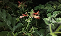 Dicliptera squarrosa