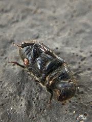 Dendroctonus terebrans