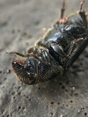 Dendroctonus terebrans