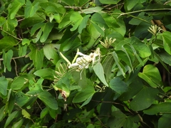Bauhinia forficata