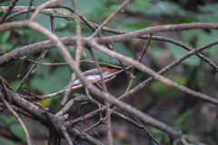 Hemixos castanonotus