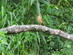 Turdus leucomelas