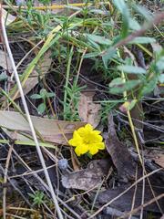 Hibbertia exutiacies