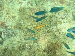 Halichoeres californicus