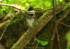 Arremon brunneinucha