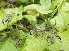 Leptoglossus zonatus