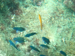 Halichoeres californicus