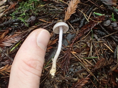 Inocybe lilacina