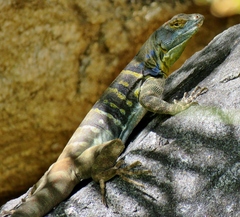 Petrosaurus thalassinus