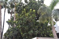Ficus lyrata