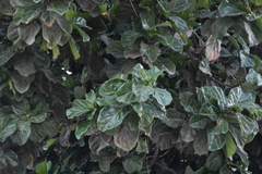 Ficus lyrata