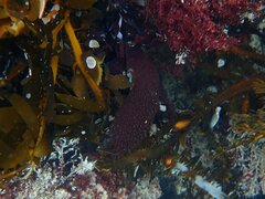 Chondracanthus spinosus