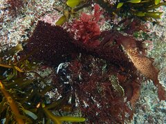 Chondracanthus spinosus