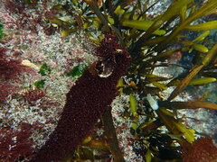 Chondracanthus spinosus