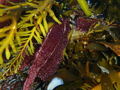 Chondracanthus spinosus