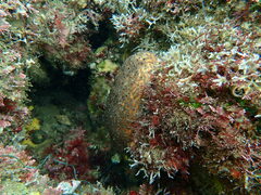 Apostichopus parvimensis