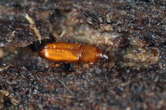 Micromimus corticalis