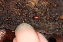 Micromimus corticalis