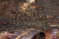 Micromimus corticalis