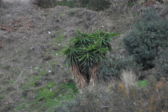 Yucca gigantea