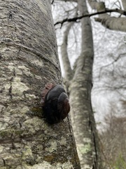 Monadenia infumata